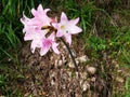 Bouquet of amaryllis belladonna, soft pink lily in Azores