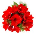 Bouquet of amaryllis. red christmas flowers