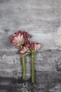 Bouquet amaryllis top view