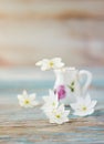 Bouquet of Anemone, windflower in jug