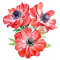 Bouquet anemones flowers. Botanical watercolor floral illustration for design. Red flower