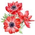 Bouquet anemones flowers. Botanical watercolor floral illustration for design. Red flower