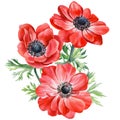 Bouquet anemones flowers. Botanical watercolor floral illustration for design. Red flower