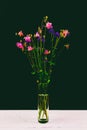 Bouquet of aquilegia flowers with pink and blue petals in a glass vase on a white wooden table on a black background. Royalty Free Stock Photo