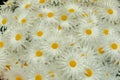 Bouquet of artificial daisies with white petals