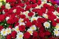 Bouquet of artificial flowers of white chamomile and red carnations,