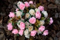bouquet of artificial pink and beige roses Royalty Free Stock Photo