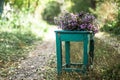 Bouquet Aster alpinus, alpine aster or blue alpine daisy Herbstgruss vom Bresserhof against the background of autumn