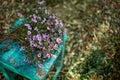 Bouquet Aster alpinus, alpine aster or blue alpine daisy Herbstgruss vom Bresserhof against the background of autumn