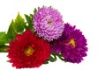 Bouquet of aster flowers Royalty Free Stock Photo