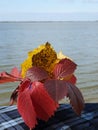 Bouquet of autumn leaves on the background of the river Royalty Free Stock Photo
