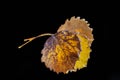 Bouquet of autumn leaves on a black background Royalty Free Stock Photo