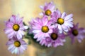 Bouquet of autumn lilac daisies. In a glass vase. On a yellow background. View from above. macro photography Royalty Free Stock Photo