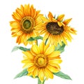 Bouquet of autumn yellow flowers, sunflowers on an isolated white background, watercolor painting, hand drawing Royalty Free Stock Photo