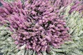 Bouquet background flowers hyacinth lilac green with green leaves in the form of a ball. Floriculture, agriculture Royalty Free Stock Photo