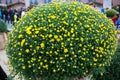 Bouquet background of flowers with yellow chrysanthemum buds with green leaves in the form of a ball. Floriculture, agriculture Royalty Free Stock Photo