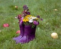 Bouquet of barberry, clover and wild flowers in rubber boots. Autumn appeal. Walking in the park Royalty Free Stock Photo