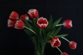 Bouquet of beautiful bicolor tuips flowers in vase isolated on dark background.