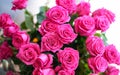 Bouquet of beautiful blossoming pink roses closeup Royalty Free Stock Photo