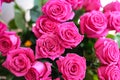 Bouquet of beautiful blossoming pink roses closeup Royalty Free Stock Photo