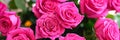 Bouquet of beautiful blossoming pink roses closeup Royalty Free Stock Photo