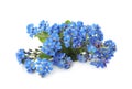 Bouquet of beautiful blue Forget-me-not flowers on white background Royalty Free Stock Photo