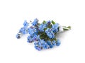 Bouquet of beautiful blue Forget-me-not flowers on white background Royalty Free Stock Photo