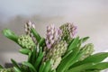 Bouquet of Beautiful lilac hyacinths. Close-up spring flowers in vase. bulbous plant. Floral wallpaper Royalty Free Stock Photo