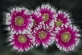 Bouquet of beautiful bright gerbera