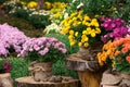 Bouquet of beautiful chrysanthemum flowers outdoors Royalty Free Stock Photo