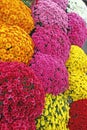 A bouquet of beautiful chrysanthemum flowers outdoors. Chrysanthemums in the garden. Colorful flower chrisanthemum. Floral pattern Royalty Free Stock Photo