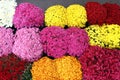 A bouquet of beautiful chrysanthemum flowers outdoors. Chrysanthemums in the garden. Colorful flower chrisanthemum. Floral pattern Royalty Free Stock Photo