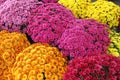 A bouquet of beautiful chrysanthemum flowers outdoors. Chrysanthemums in the garden. Colorful flower chrisanthemum. Floral pattern Royalty Free Stock Photo