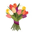Bouquet of beautiful colorful tulips isolated on white background. Lush bunch of flower buds with purple ribbon. Floral design Royalty Free Stock Photo