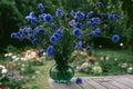 Bouquet of beautiful cornflowers in vase