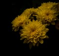 Bouquet of beautiful dahlia flowers blooming, yellow chrysanthemum in black background, nature photography Royalty Free Stock Photo