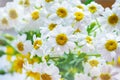 Bouquet of beautiful daisies. White flowers close up. Romantic summer mood Royalty Free Stock Photo