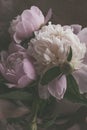 Bouquet of beautiful delicate light pink and white peonies flowers close up Royalty Free Stock Photo