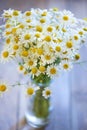 Bouquet of beautiful fresh chamomile Royalty Free Stock Photo