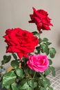 A bouquet of beautiful garden red and pink roses in the room. Royalty Free Stock Photo