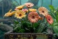 Bouquet of beautiful gerberas in a container. AI generated.