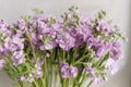 Bouquet of Beautiful lilac color gillyflower, levkoy or mattiola. Spring flowers in vase on wooden table. wallpaper Royalty Free Stock Photo