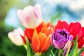 Bouquet of beautiful multicolor tulips. Nature background