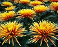 Bouquet of beautiful orange chrysanthemum flowers background Royalty Free Stock Photo
