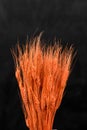 Bouquet of beautiful orange saffron flowers on a black background Royalty Free Stock Photo