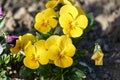 A bouquet of beautiful pansy flowers Royalty Free Stock Photo