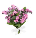 Bouquet of beautiful pink Forget-me-not flowers on white background, top view Royalty Free Stock Photo