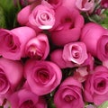 Bouquet of beautiful pink roses as background, closeup view Royalty Free Stock Photo