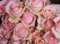 A bouquet Beautiful pink roses close-up picture Royalty Free Stock Photo