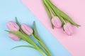 A bouquet of beautiful pink tulip flowers on a trendy pink and blue multicolored background. Spring. holidays. top view Royalty Free Stock Photo